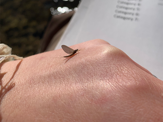 A mayfly sitting on a person's hand.